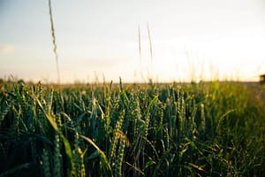 Cornfield